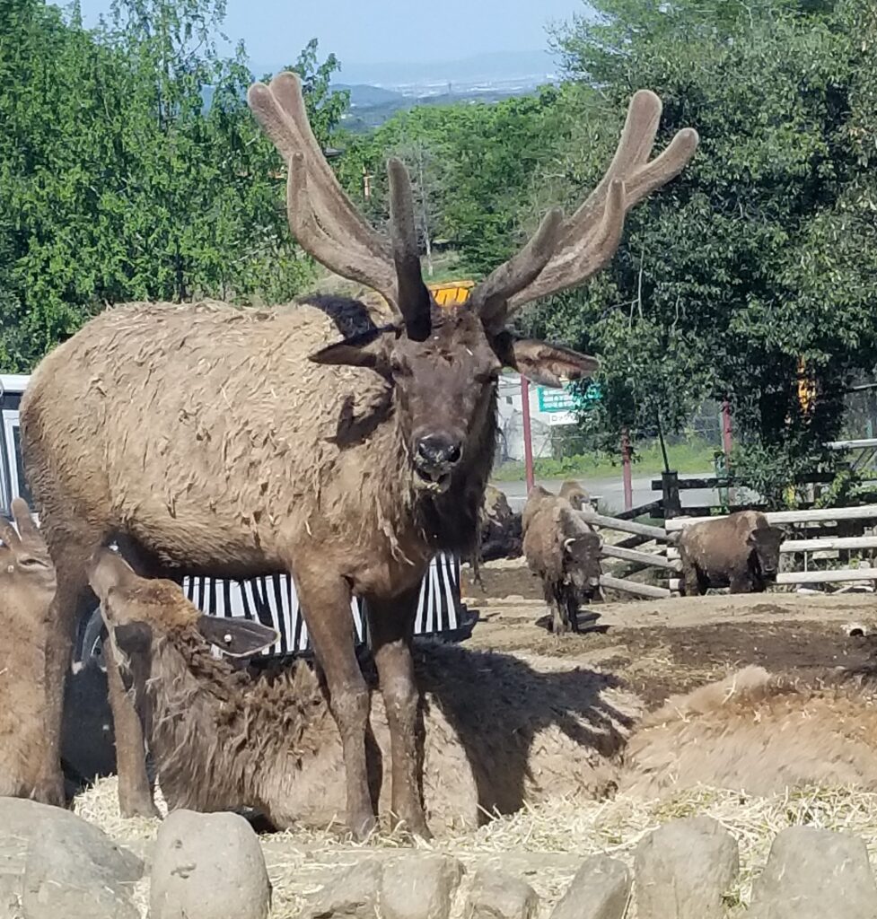 子どもと行きたい 日本全国 技アリ 動物園17選 コドモなび